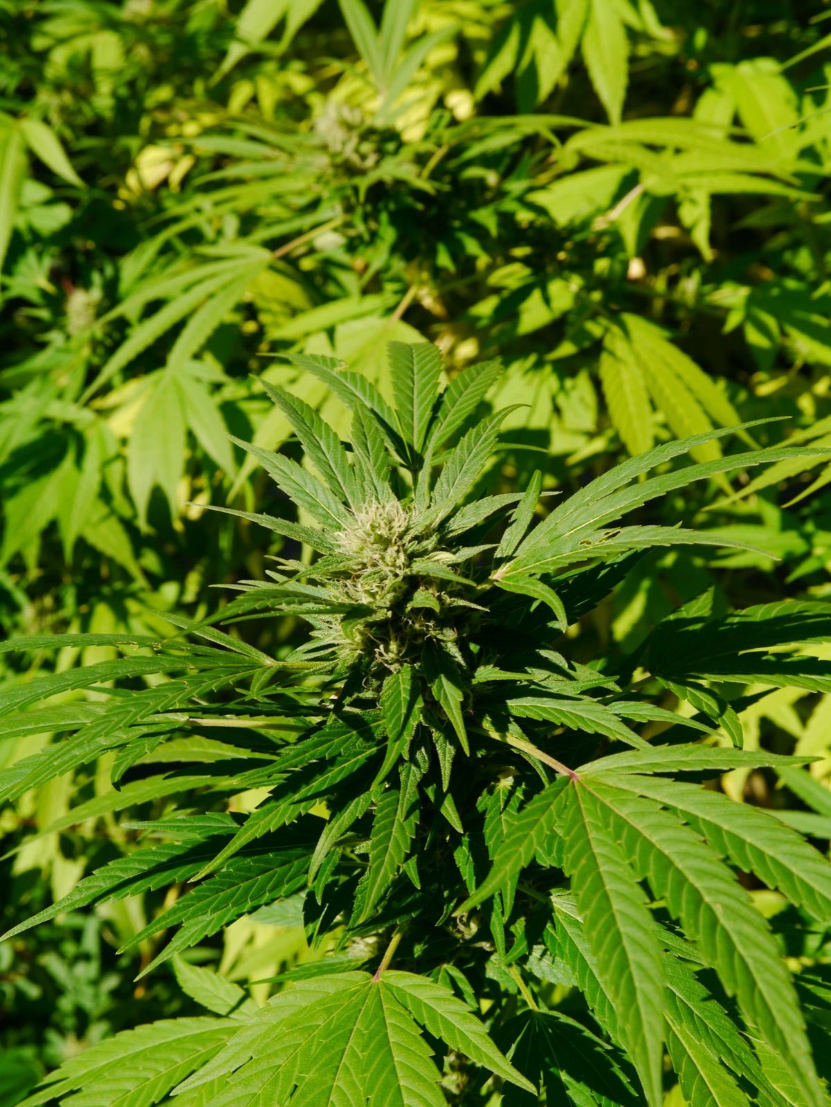 Tall Cannabis sativa plants with narrow leaves grown as a fiber crop.