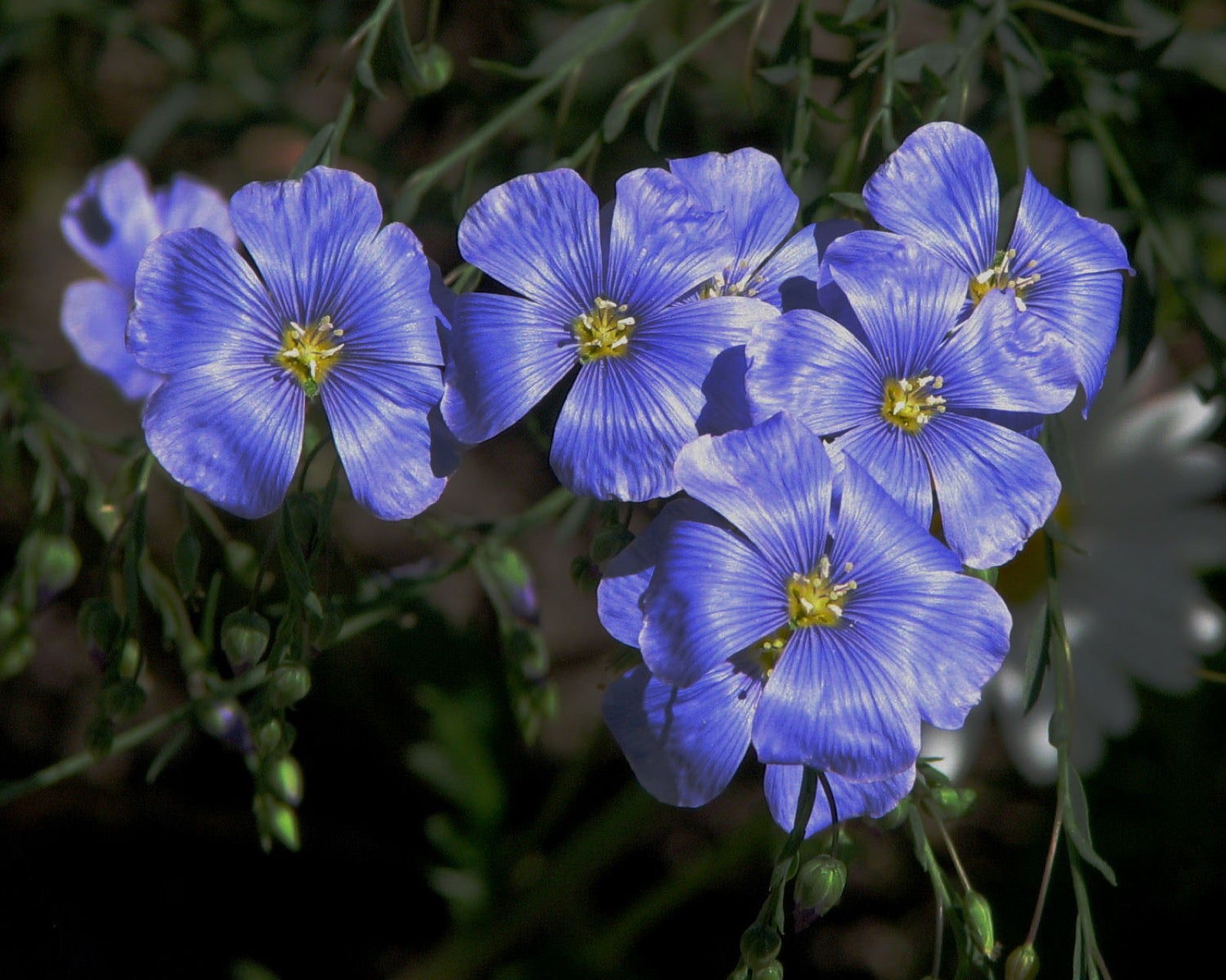Blue flax flowers on slender green stems in a field.