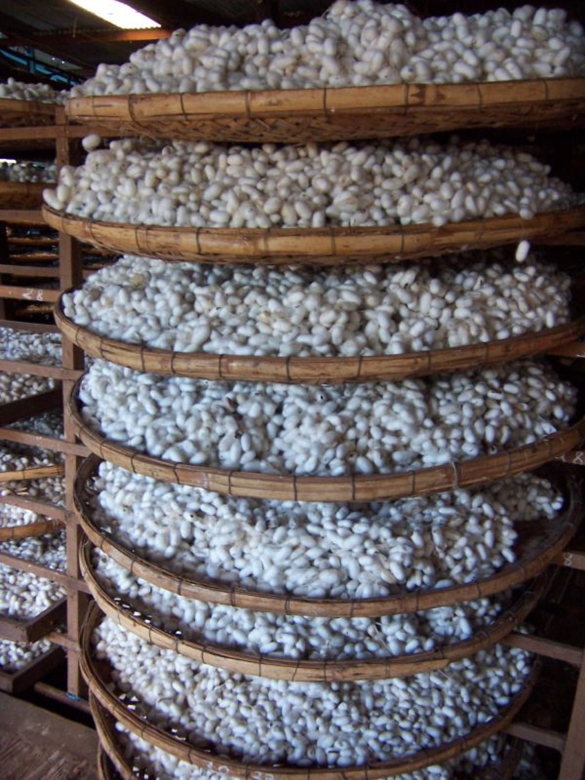 White silk worm cocoons clustered together before reeling.